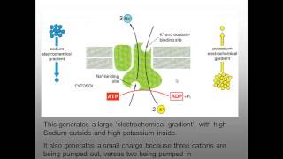 Resting potential for A2 Biology [upl. by Emmie775]