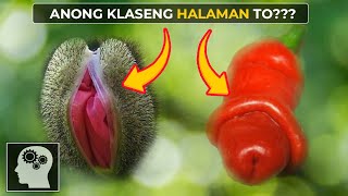 🔴 ANONG klaseng HALAMAN to   Jevara PH [upl. by Seen]