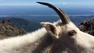 Mountain goat greets me up at the summit of Mt Ellinor in Washington [upl. by Adniled]