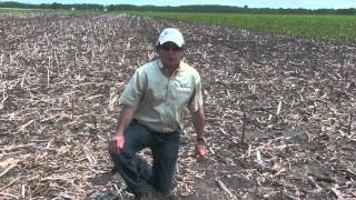 Dr Fred Below on Cornstalk Residue Management [upl. by Dabney998]