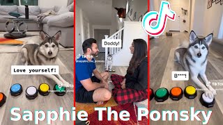 Funny Sapphie The Pomsky TikToks 2023 Best Sapphie The Pomsky Tik Tok Videos sapphiethepomsky [upl. by Eniledgam]