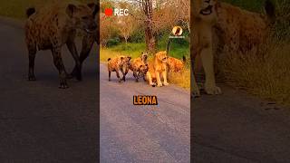 León defiende a su leona de una hienas animales mundoanimal leon animals [upl. by Enayr]