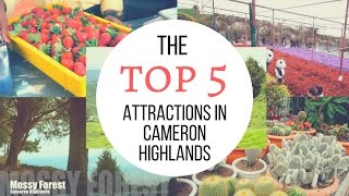 Top 5 Attractions in Cameron Highlands │ Travel Malaysia Guide [upl. by Ihsakat]