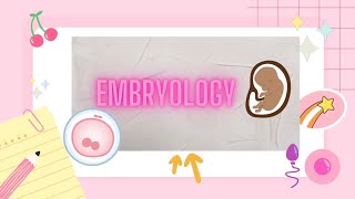 1st Week Of Development Embryology biology mbbs anatomy doctor [upl. by Dominique]