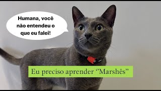 Eu preciso aprender ‘’Marshês’’ 🥹gatos gatosengraçados trigatos gatocinza gatopreto viral [upl. by Lashond]