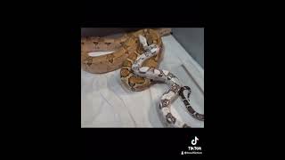 boaffliction snakesoftiktok boaconstrictor erythristic erythrism [upl. by Fem]