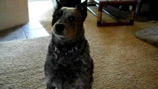 Lucy the Singing Austrailian Cattle Dog [upl. by Annadiane]