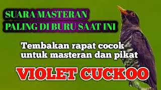 MASTERAN KEDASIH UNGU VIOLET CUCKOO GACOR masterankasar masteranfulltembakan [upl. by Panaggio]