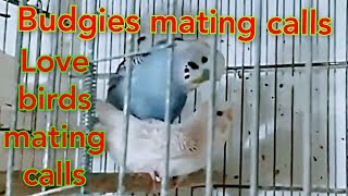 love birds mating video  budgies mating sounds  parakeets mating sounds  love birds sounds call [upl. by Rheba66]