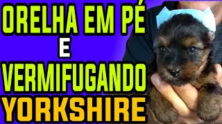 COMO LEVANTAR A ORELHA DO YORKSHIRE VERMIFUGANDO FILHOTES [upl. by Bender143]