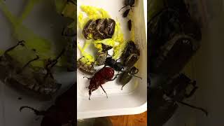 TALK amp SHOW OF 🐞BEETLES FROM KYIV UKRAINE Rhynoceros Scarabaeidae Lucanidae Elateridae Carabidae [upl. by Gilliette208]