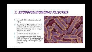 Vi sinh cộng sinh trong bể thủy sinh nước ngọt amp mặn P5 rhodopseudomonas palustris [upl. by Ajssatan776]