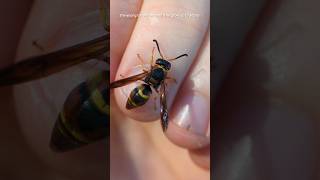 Euodynerus crypticus Say 1823 Handling Wild Wasp [upl. by Nemzzaj597]