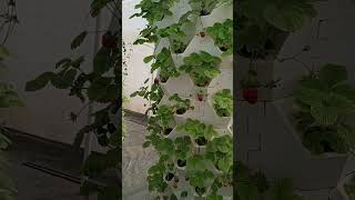 aeroponictower garden indoorplants hydroponictower aeroponics indoorgarden strawberry plants [upl. by Solram]