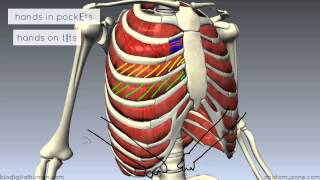 Muscles of the Thoracic Wall  3D Anatomy Tutorial [upl. by Ylera]