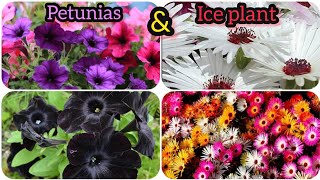 mesembryanthemum ice plant  petunias  seedlings replanting  Grow green 445 [upl. by Obala]