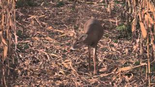 Bear Archery Webisode 11 Aging Bucks on the Hoof [upl. by Tillio]