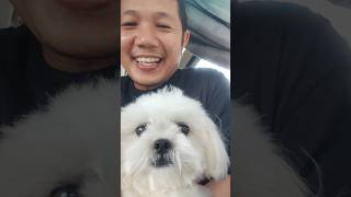 🔴 PAPUNTA SI PICKLES NG MARIKINA shihtzu [upl. by Tati]