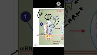 Mechanism of action of aminoglycosides antibiotics pharmacology antimicrobial pharmacologymcq [upl. by Siram]