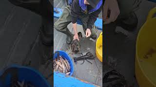 Putting big lobsters back north antrim coast northern Ireland like fishing outdoors [upl. by Behka221]