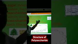 Structural Composition of Polysaccharide [upl. by Leinaj296]