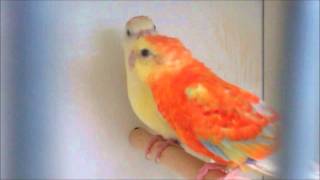 New In  Red Rump Mutation Parakeets [upl. by Solis]