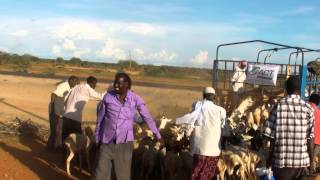 Kambing untuk Global Qurban Somalia [upl. by Vaasta]