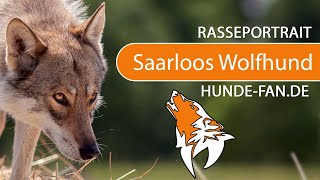 ► Saarloos Wolfhund 2018 Rasse Aussehen amp Charakter [upl. by Nehttam387]