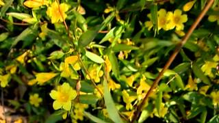 Carolina Jessamine [upl. by Goldston528]