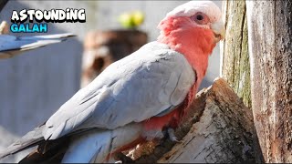 Inspiring Moment With a Unique Galah Bird [upl. by Yrocal]