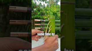 Epic Bamboo Slingshot [upl. by Talich279]