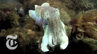 Cuttlefish Camouflage  The New York Times [upl. by Monto]