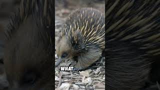 Echidnas Superpower Electroreception [upl. by Johnsten]