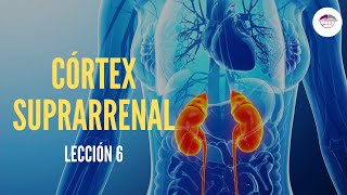 6 CÓRTEX SUPRARRENAL FISIOLOGÍA DEL SISTEMA ENDOCRINO [upl. by Ozne]