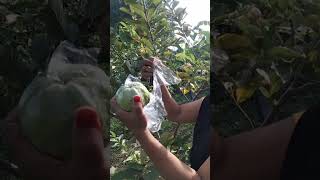 Cara mudah membungkus buah jambu kristal peternakbojonegoro vlog petanibojonegoro [upl. by Corney]