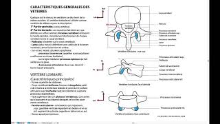 Caractéristiques générales des vertèbres vertèbre lombaire [upl. by Lalo]