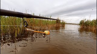 НА зелене ОЗЕРО  карасі під вербою на ківки СВІНГЕРРИ [upl. by Patsis587]