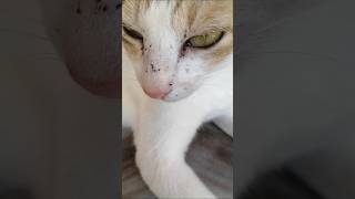 How to get rid of ticks on cats 🥺 [upl. by Ellga]