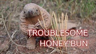 Honey Bun the pangolin The naughty dinosaur youve never heard of  BBC [upl. by Arual]