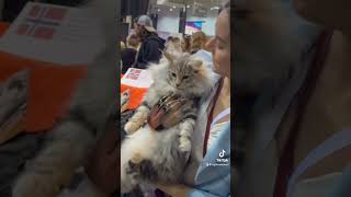 CFA Cat Show amp Expo Cleveland [upl. by Lauralee]