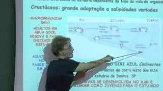 Cursos USP Oceanografia  Bentos de Estuários Marismas e Manguezais  parte 2 [upl. by Lexy]