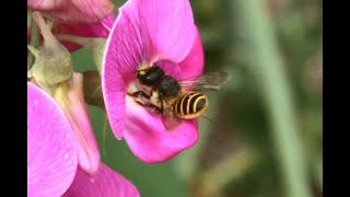 Lathyrusbij Megachile ericetorum vrouwtjes foeragerend op Lathryrus [upl. by Lucretia]