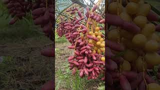 The Ultimate Guide to Dates Natures Candy Explained shorts short shortvideo fruit food [upl. by Eiralc]