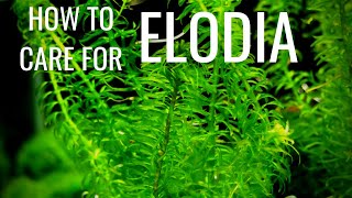 How To Care For And Propagate Elodia AKA Anacharis [upl. by Durno]