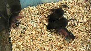 BRCA1 knockout mice [upl. by Toney]