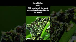 Animal science nature facts  mossy frog [upl. by Naugan]