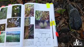 Ideanthro Ep 18  Lomandra longifolia and hystrix in bioretention [upl. by Methuselah]