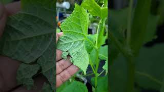 Pest attack in cucumber plants [upl. by Maggie]