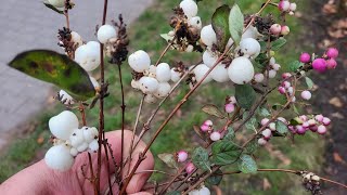 Snowberry Symphoricarpos food or medicine [upl. by Sillyhp161]