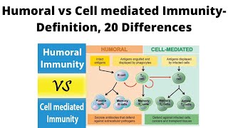 Humoral vs Cell mediated Immunity Definition 20 Differences [upl. by Ardnad]